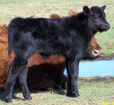 167T calf.jpg
