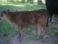 Ariel SimAngus calf.JPG