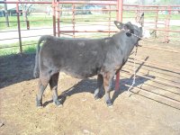 steers 008.jpg