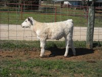 steers 012.jpg