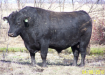HBA Ranchhand.png