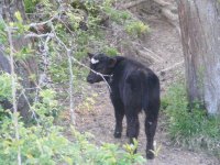 2010vhfheartsteer.jpg
