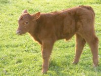 2010vhfredsteer.jpg