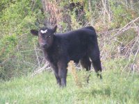 2010vhfheartsteer5.jpg