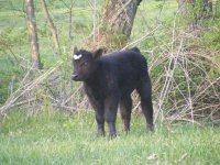 2010vhfheartsteer4.jpg