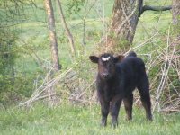 2010vhfheartsteer3.jpg