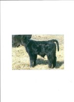 10-14 day old Shadow calf.JPG