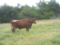 kansas calves107.JPG