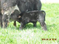 Oreo and Money Man Calf.JPG