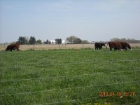 2010 Pasture Pic (4).JPG