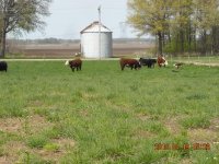 Pasture Pic 2010.JPG