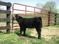 KING SHOW CATTLE 2010 056.jpg