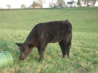 KING SHOW CATTLE 2010 058.jpg