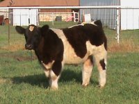 Leroy Brown steer 008.JPG