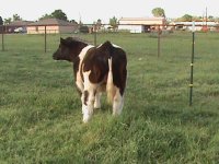 Leroy Brown steer 003.JPG