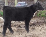 wisdom-calf pic.jpg