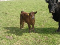 14 sunseeker x angus heifer.JPG