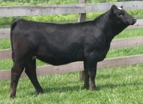 Star Headed Metzger Fall Heifer.jpg