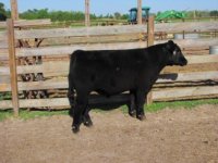 rooter steer pics 003.jpg