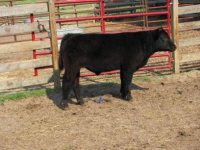 rooter steer pics 010.jpg