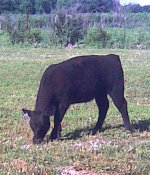 punisher graze.jpg