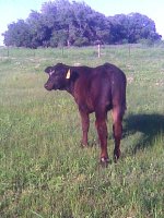 brangus rear.jpg