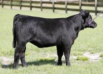 17 Hollywood Heifer 001.jpg