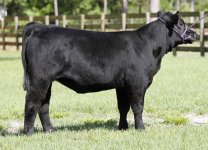 17 Hollywood Heifer 002.jpg