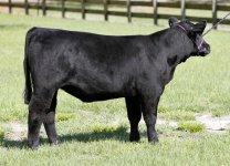 17 Hollywood Heifer 003.jpg