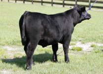 24 Heatwave Steer 001.jpg