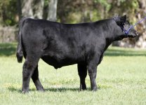 24 Heatwave Steer 003.jpg