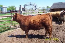 RWF Heifer 002.JPG