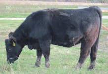 cows 015.JPG