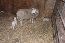 rosie,georgia lambs 004.jpg
