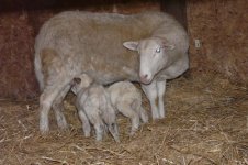 rosie,georgia lambs 010.jpg