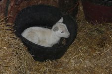 rosie,georgia lambs 022.jpg