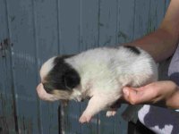 white pup #1.jpg