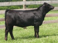 Solid BLK  Metzger Fall Heifer.jpg