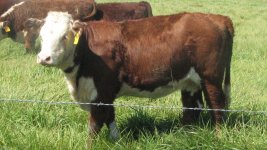 Heifer Shoping 006.JPG