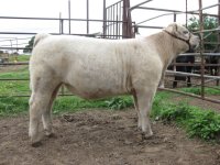 Alias x Maine Angus 1.jpg