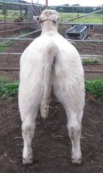 Alias x Maine Angus 2.jpg