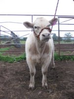 Alias x Maine Angus 3.jpg