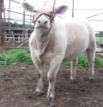 Alias x Maine Angus 4.jpg