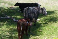 calf with mom.jpg
