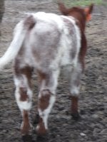 P1030847 - Copy.JPG