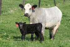 Blue lady & calf low res 3X5.jpg