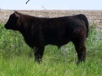 Milkman X PB Angus Steer sm.jpg