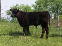 Milkman X PB Angus Steer 94 sm.jpg