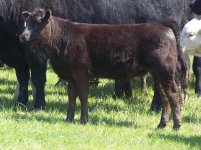 Ranchhand X PB Angus  SM.jpg