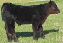 Unforgiven1 steer.jpg